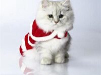 可爱的猫穿衣服头像-爱微控