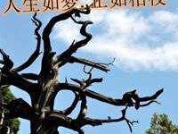 唯美人生如梦亦如幻伤感图片-爱微控