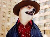 柴犬戴帽子头像霸气十足-爱微控